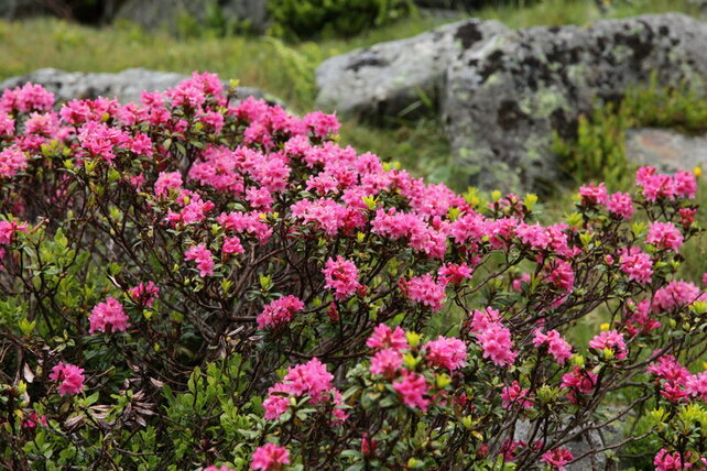 6_csm_tiere-blumen__26__c9e2d2363e