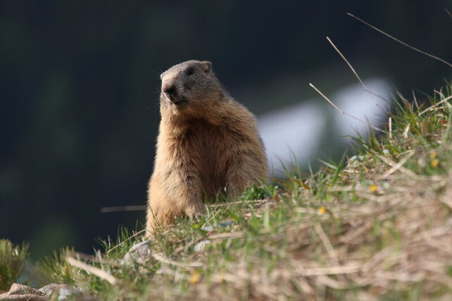 7_csm_tiere-blumen__44__ad00634a47